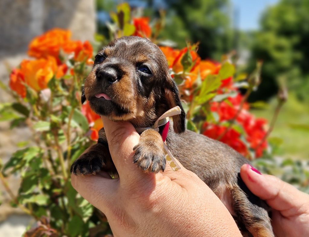 de la Cascade d'Orion - Chiot disponible  - Teckel poil dur