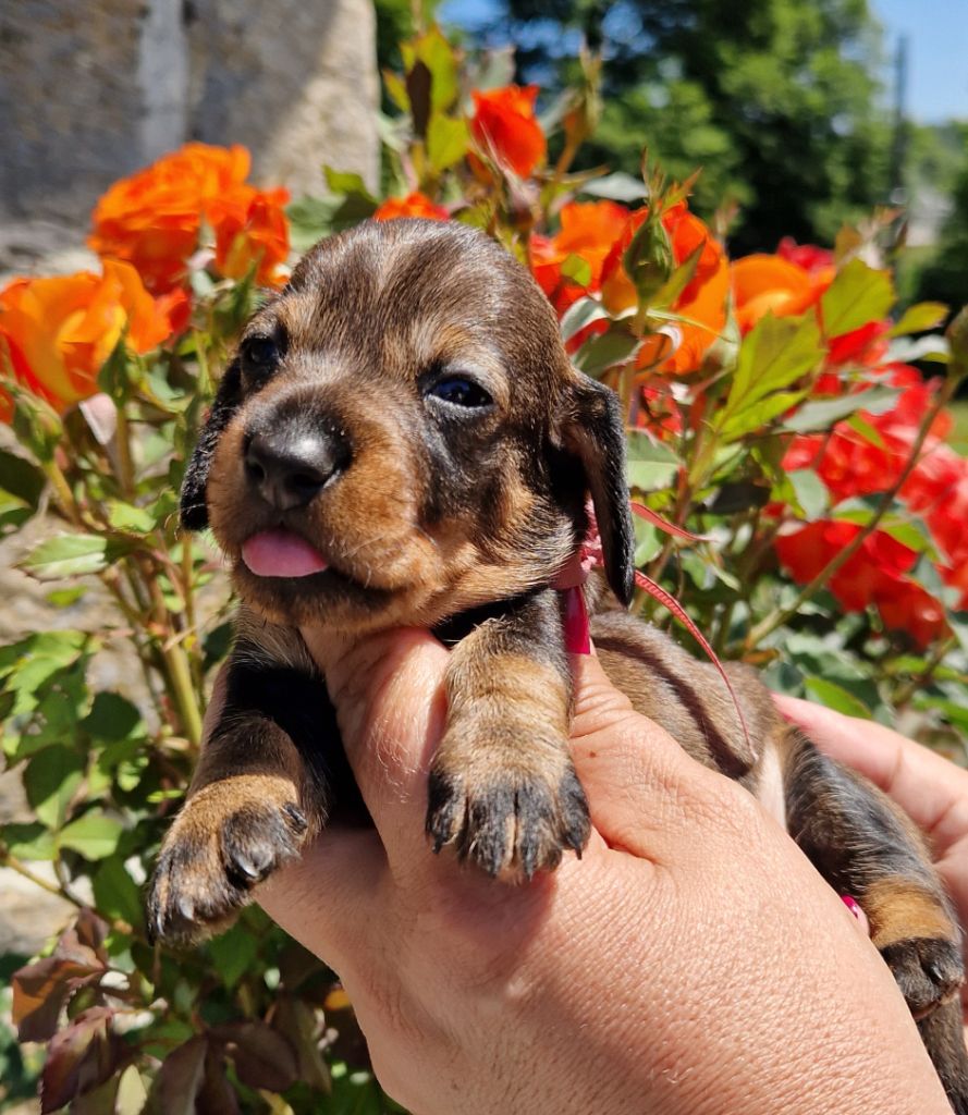 de la Cascade d'Orion - Chiot disponible  - Teckel poil dur