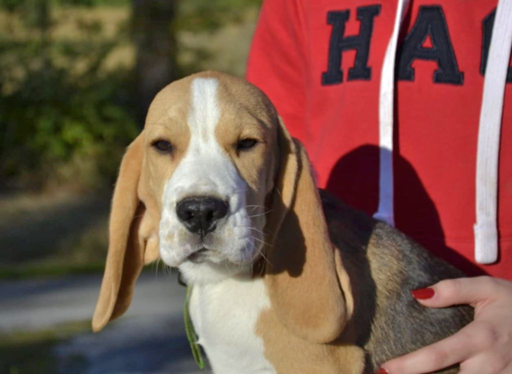 de la Cascade d'Orion - Chiot disponible  - Beagle