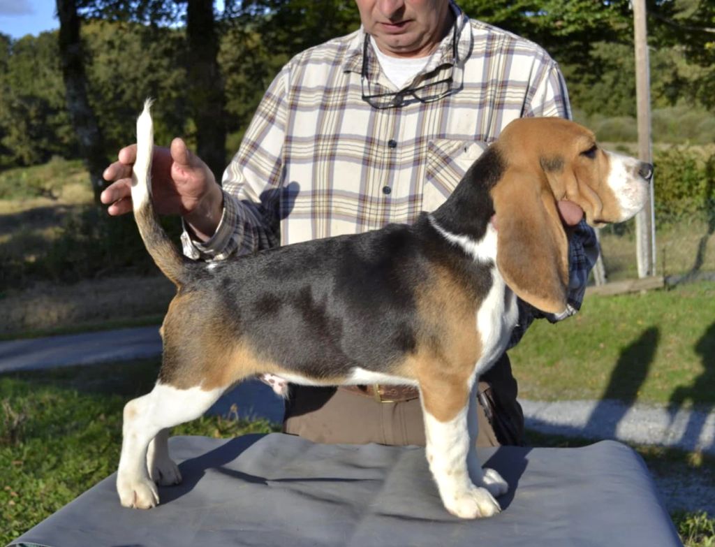 de la Cascade d'Orion - Chiot disponible  - Beagle