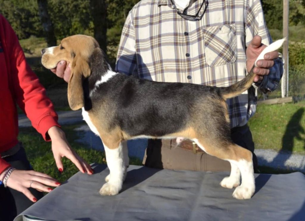 de la Cascade d'Orion - Chiot disponible  - Beagle