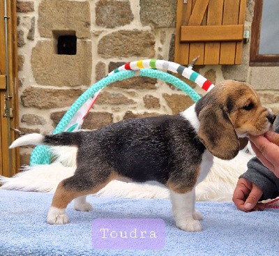 Toundra