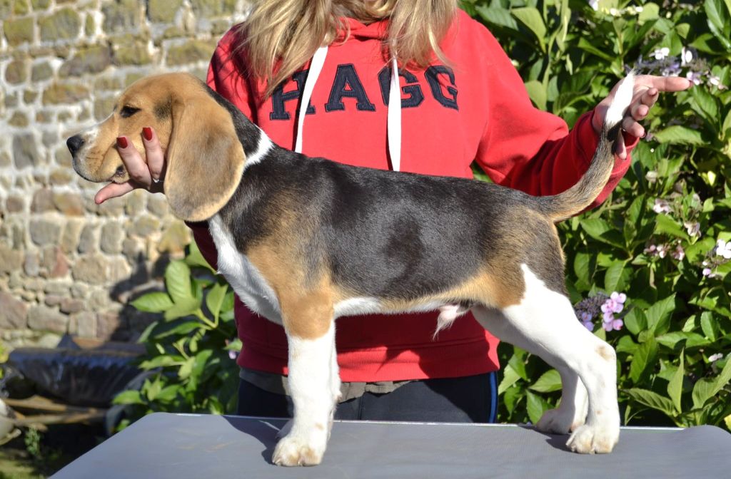 de la Cascade d'Orion - Chiot disponible  - Beagle