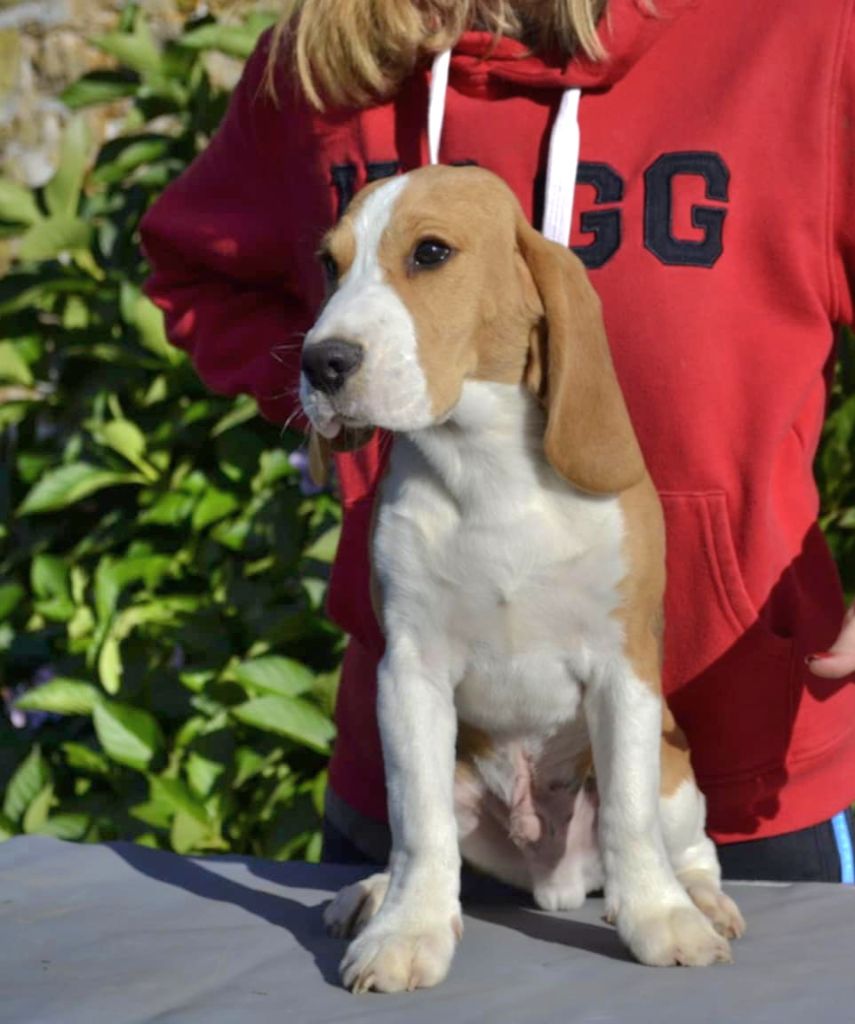 de la Cascade d'Orion - Chiot disponible  - Beagle