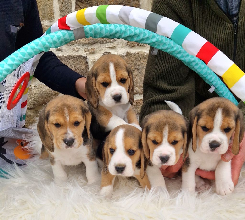 chiot Beagle de la Cascade d'Orion