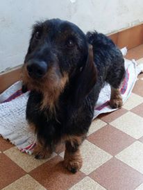 Lycos de la Cascade d'Orion