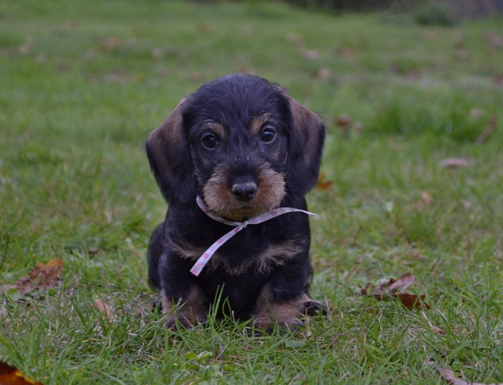 Perle de la Cascade d'Orion