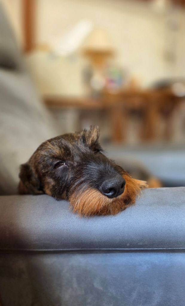 Virus l'isotope d'oun bass