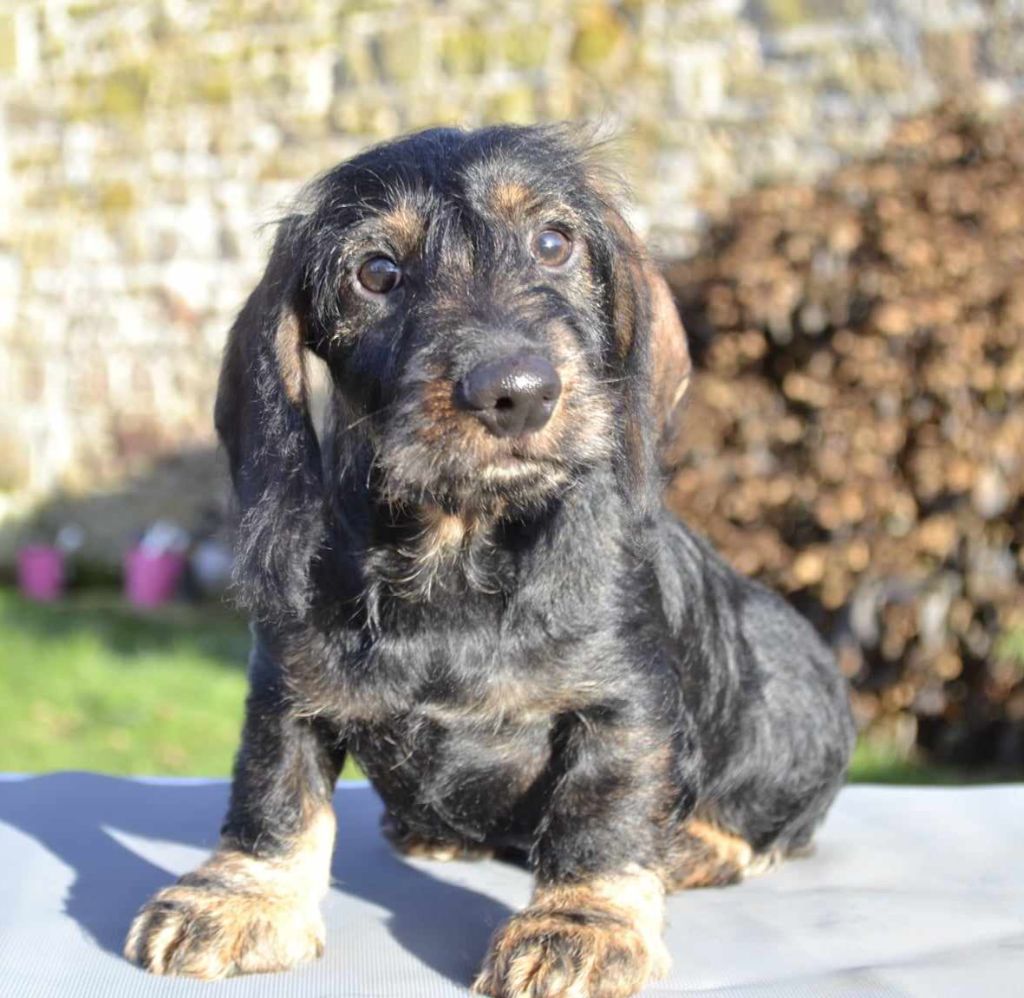 de la Cascade d'Orion - Teckel poil dur - Portée née le 10/09/2023