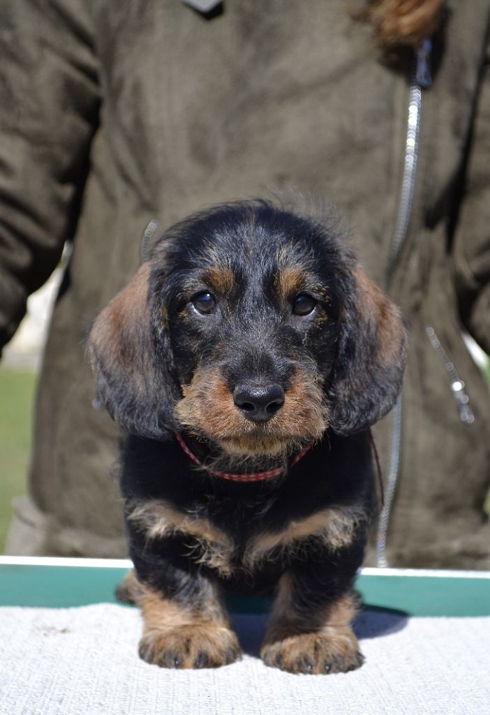 de la Cascade d'Orion - Teckel poil dur - Portée née le 27/01/2021