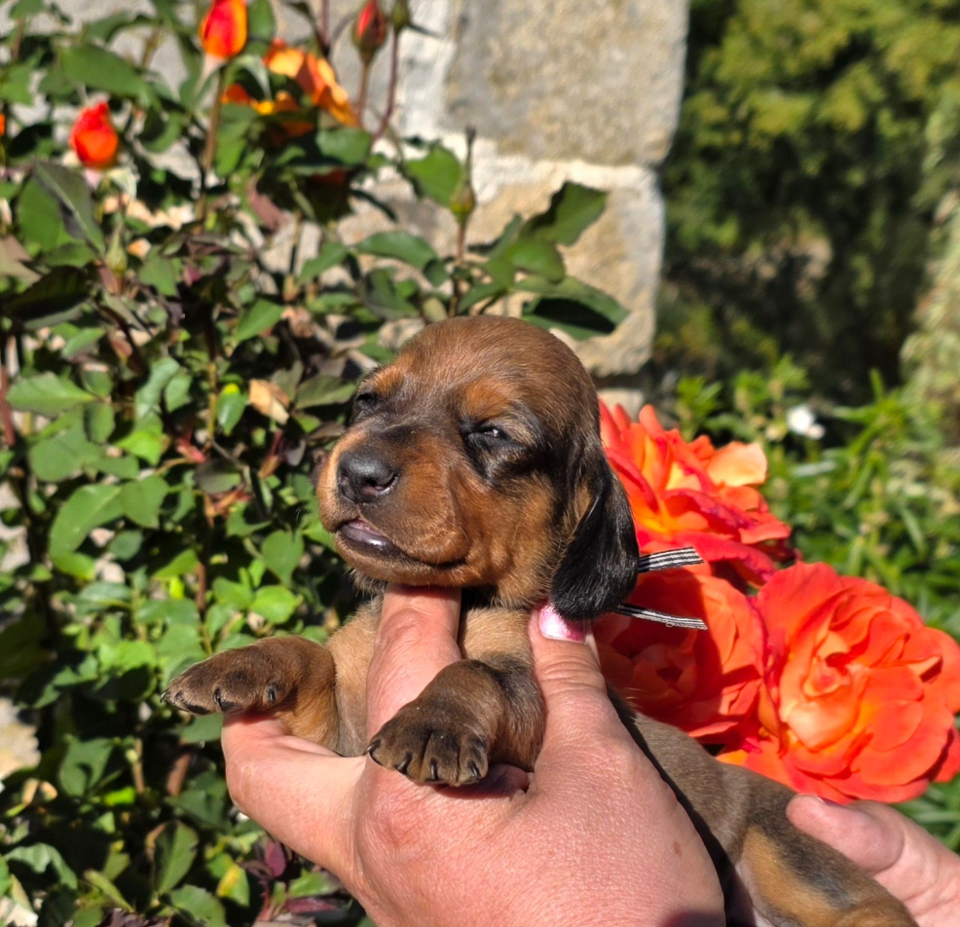 de la Cascade d'Orion - Chiots disponibles - Teckel poil ras