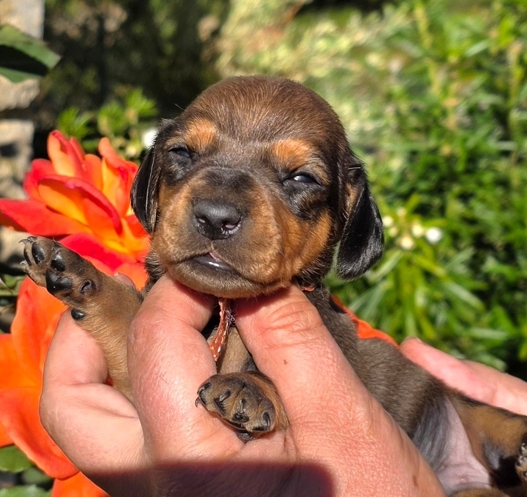 de la Cascade d'Orion - Chiots disponibles - Teckel poil ras
