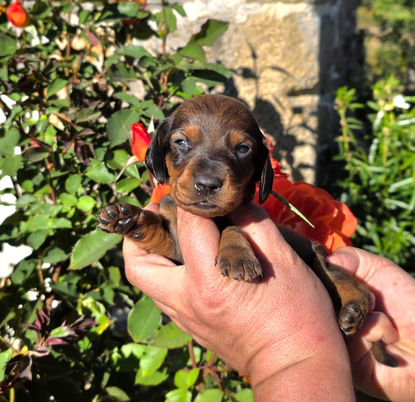 de la Cascade d'Orion - Chiots disponibles - Teckel poil ras