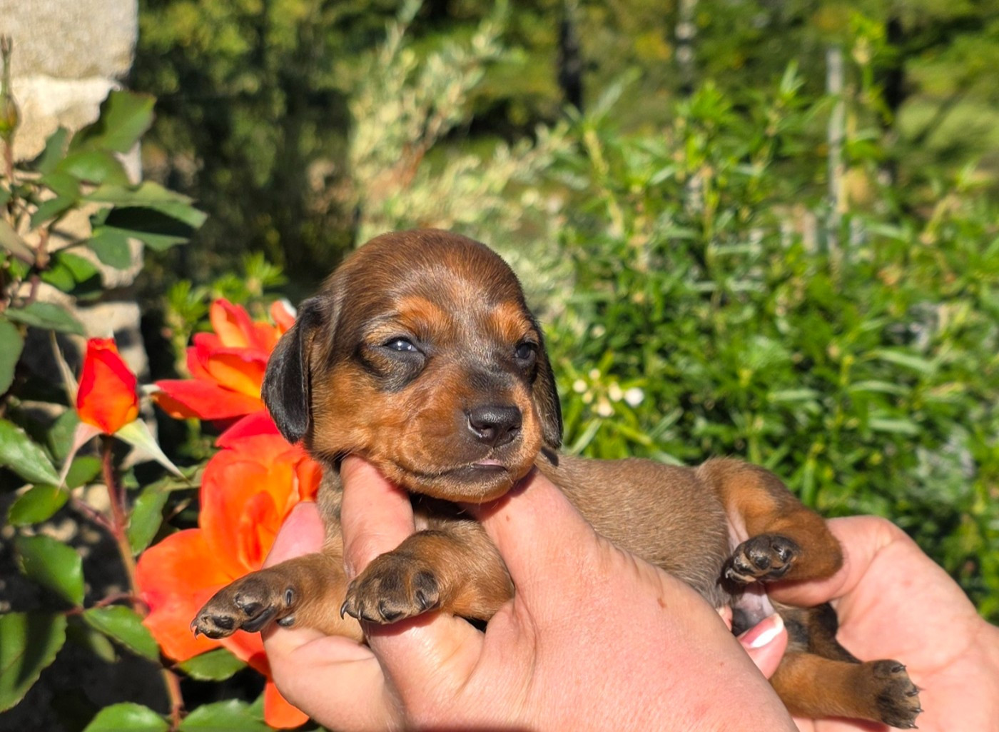 de la Cascade d'Orion - Chiots disponibles - Teckel poil ras