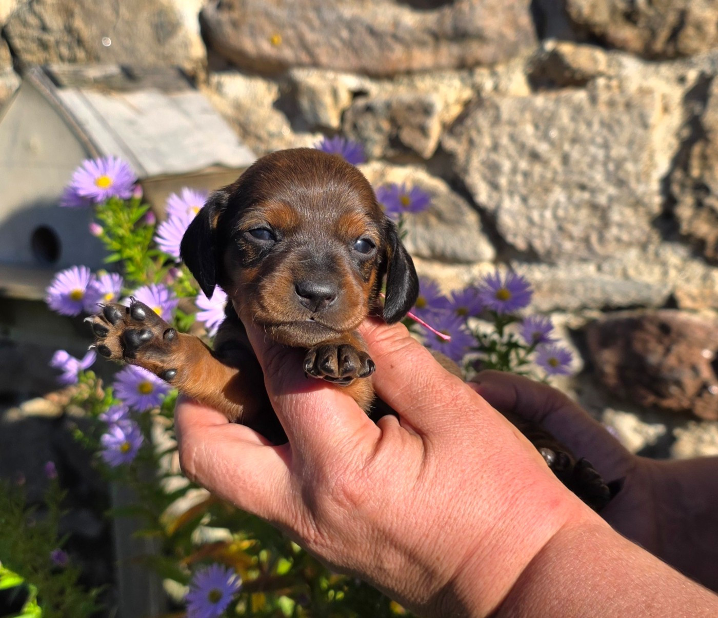 de la Cascade d'Orion - Chiots disponibles - Teckel poil ras