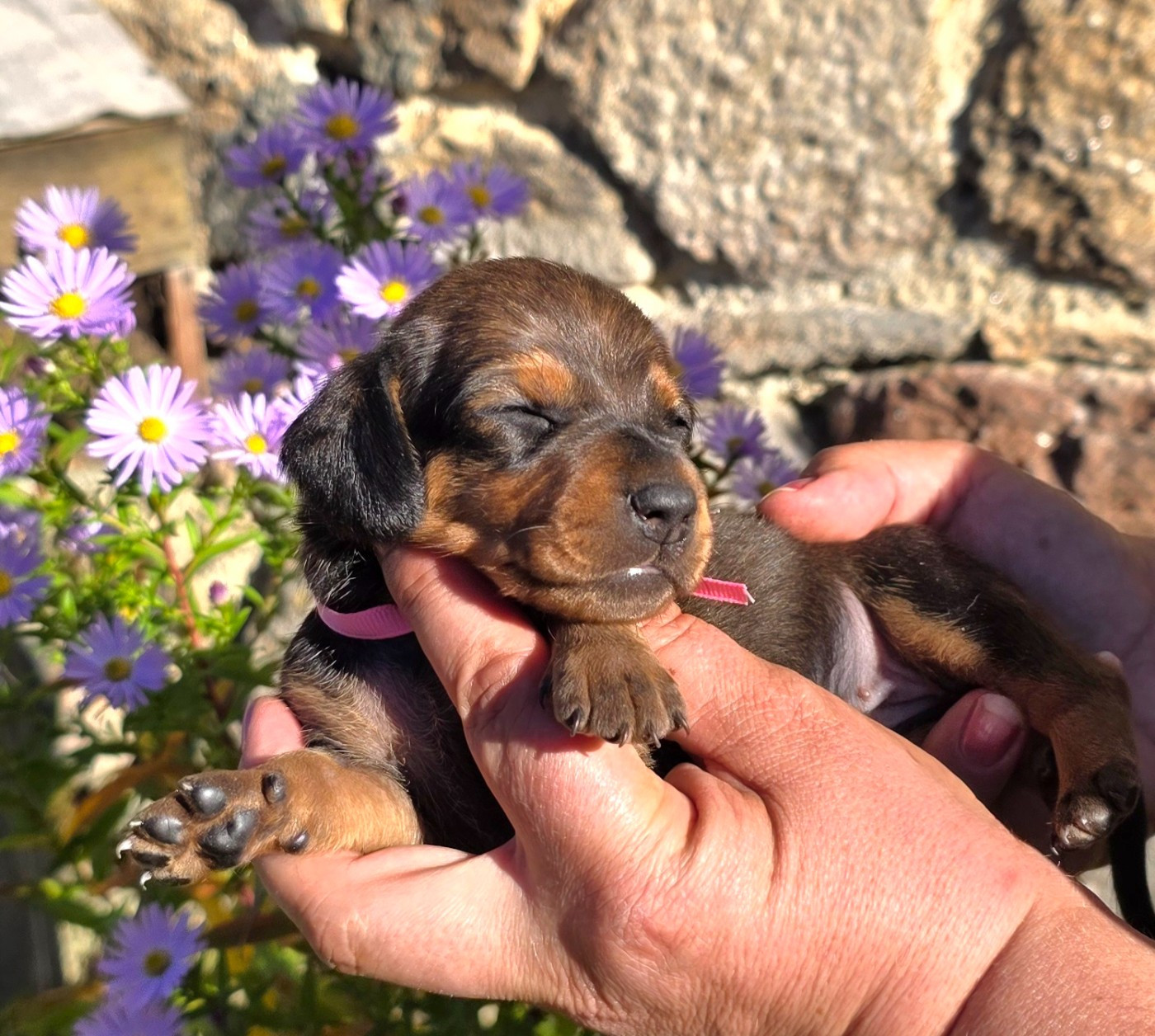 de la Cascade d'Orion - Chiots disponibles - Teckel poil ras