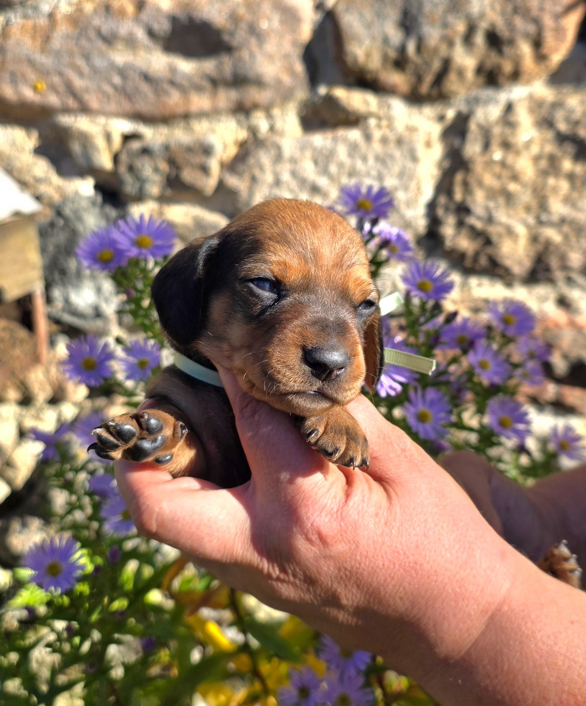 de la Cascade d'Orion - Chiots disponibles - Teckel poil ras