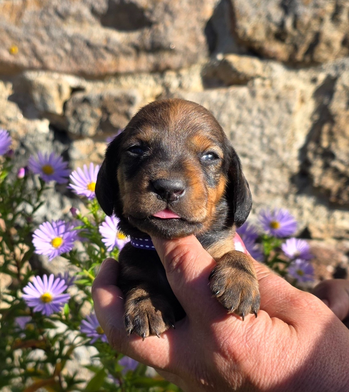 de la Cascade d'Orion - Chiots disponibles - Teckel poil ras