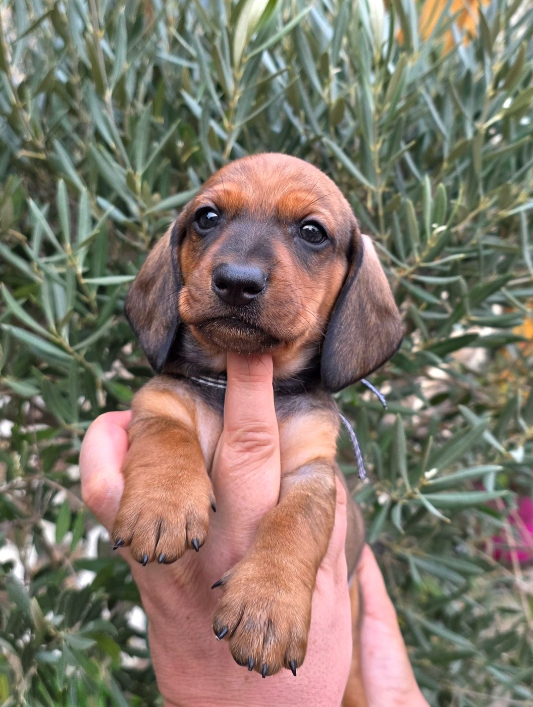 de la Cascade d'Orion - Chiots disponibles - Teckel poil ras