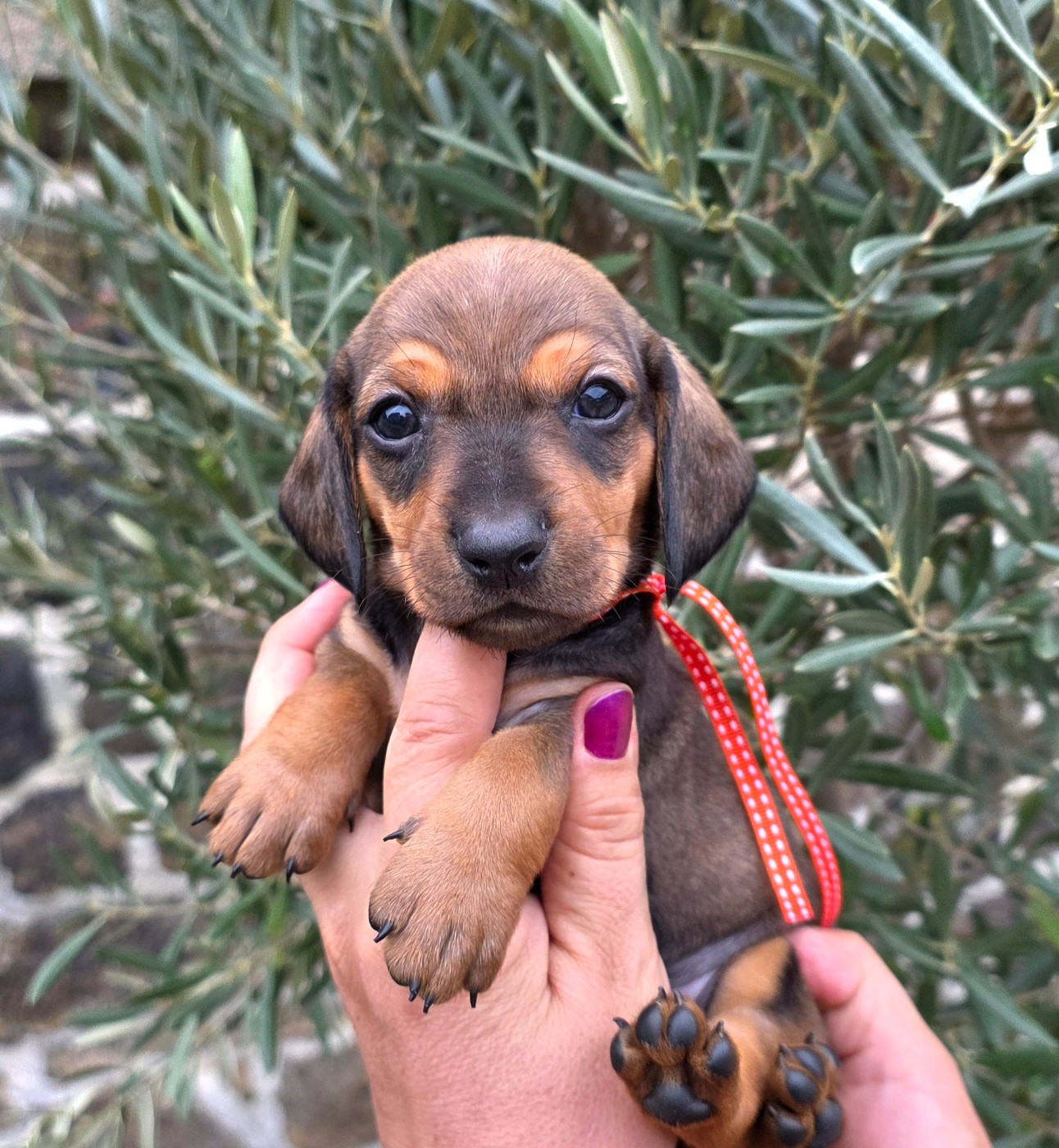 de la Cascade d'Orion - Chiots disponibles - Teckel poil ras