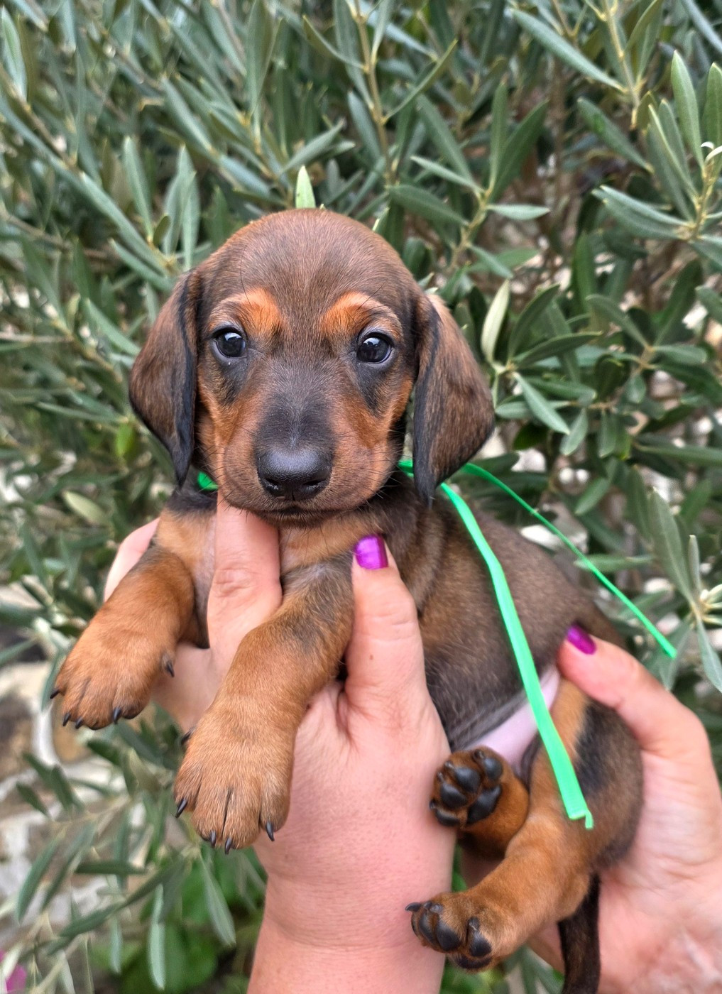 de la Cascade d'Orion - Chiots disponibles - Teckel poil ras