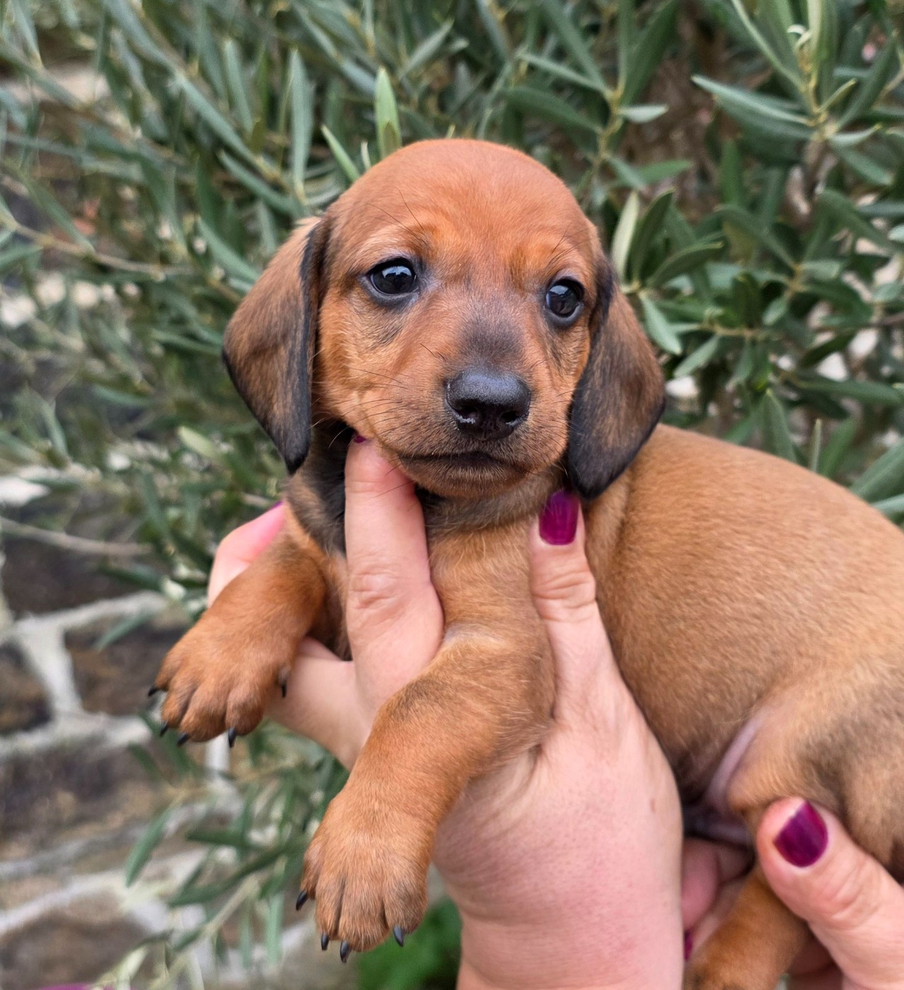 de la Cascade d'Orion - Chiots disponibles - Teckel poil ras