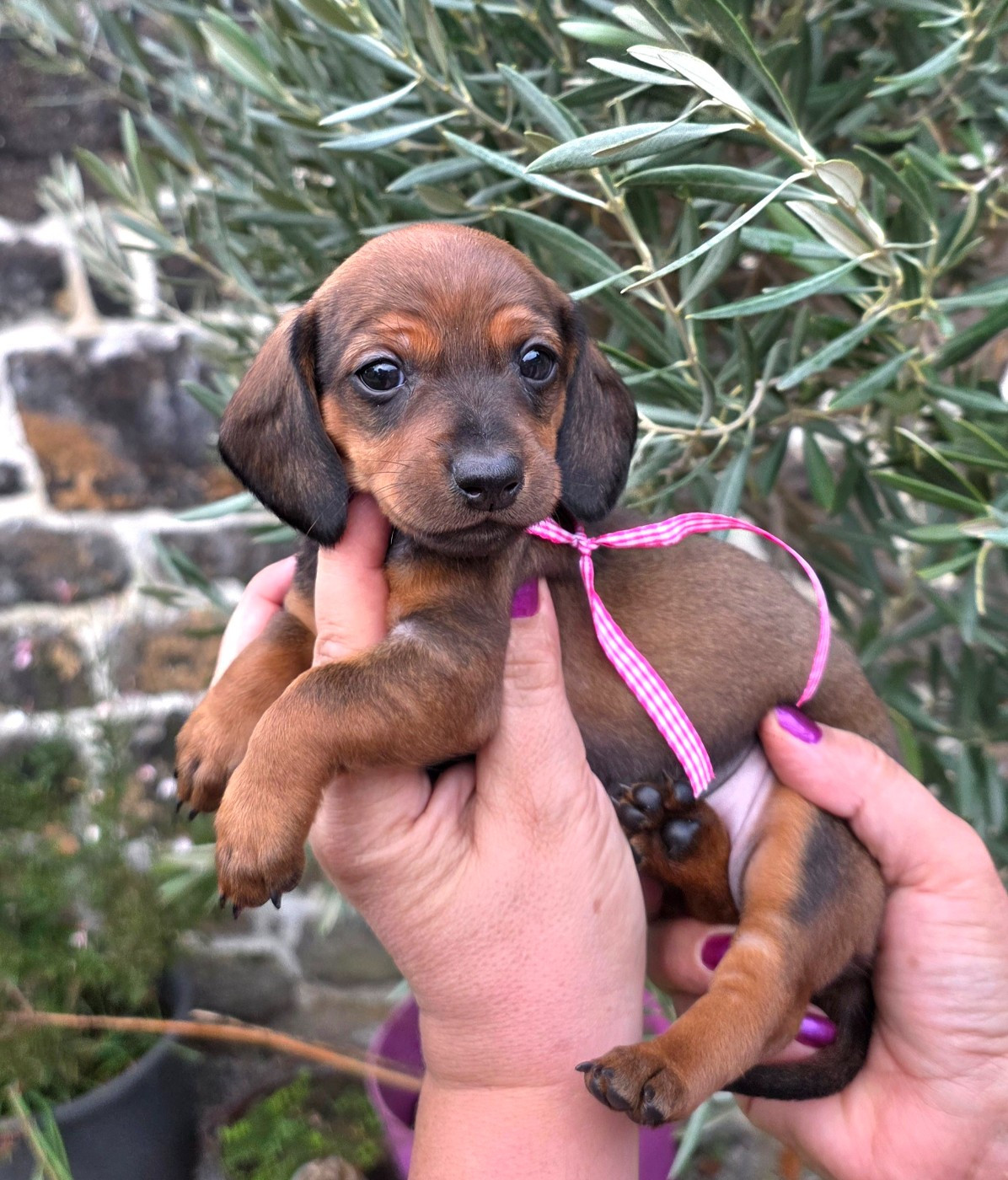 de la Cascade d'Orion - Chiots disponibles - Teckel poil ras