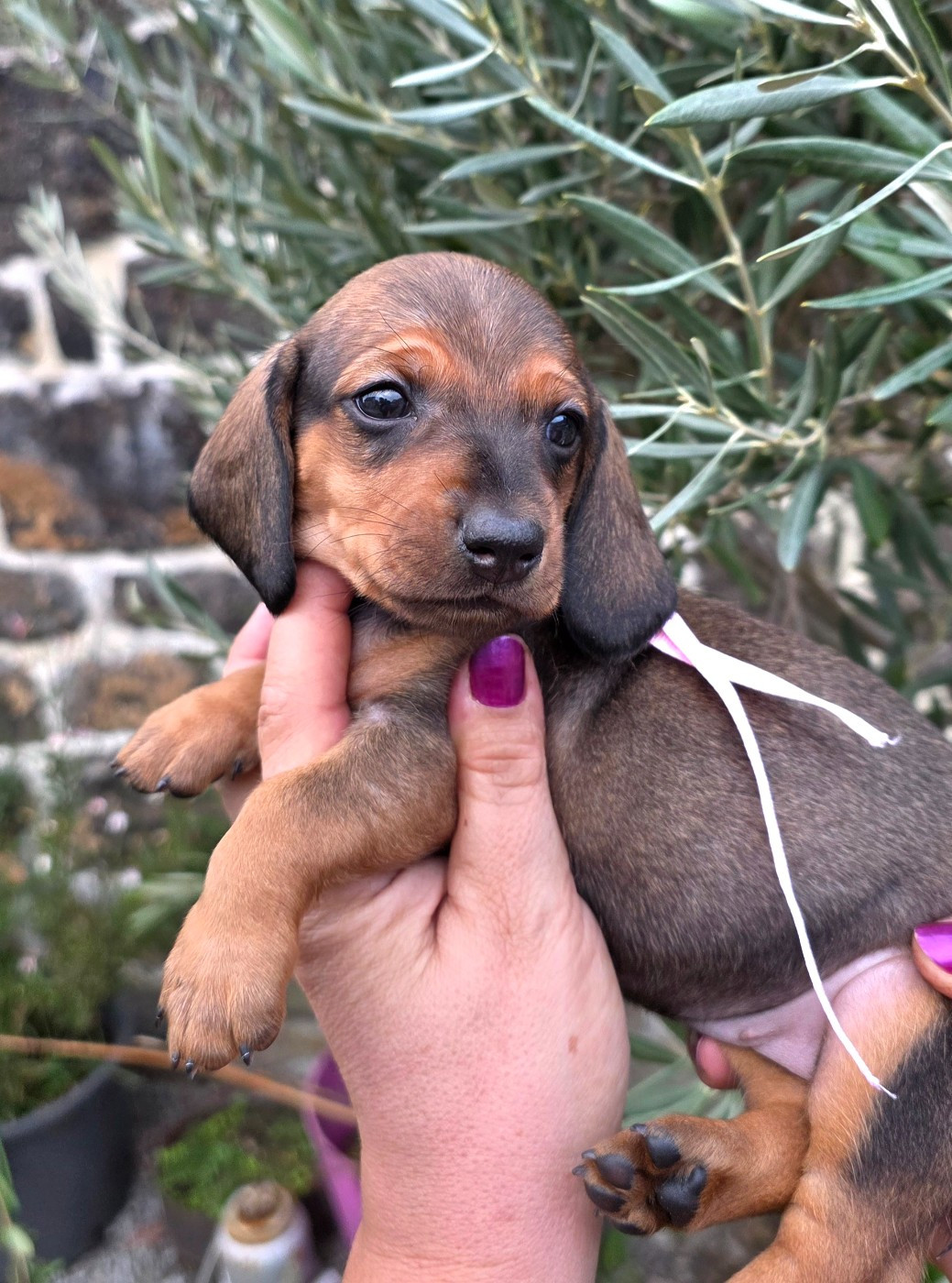 de la Cascade d'Orion - Chiots disponibles - Teckel poil ras