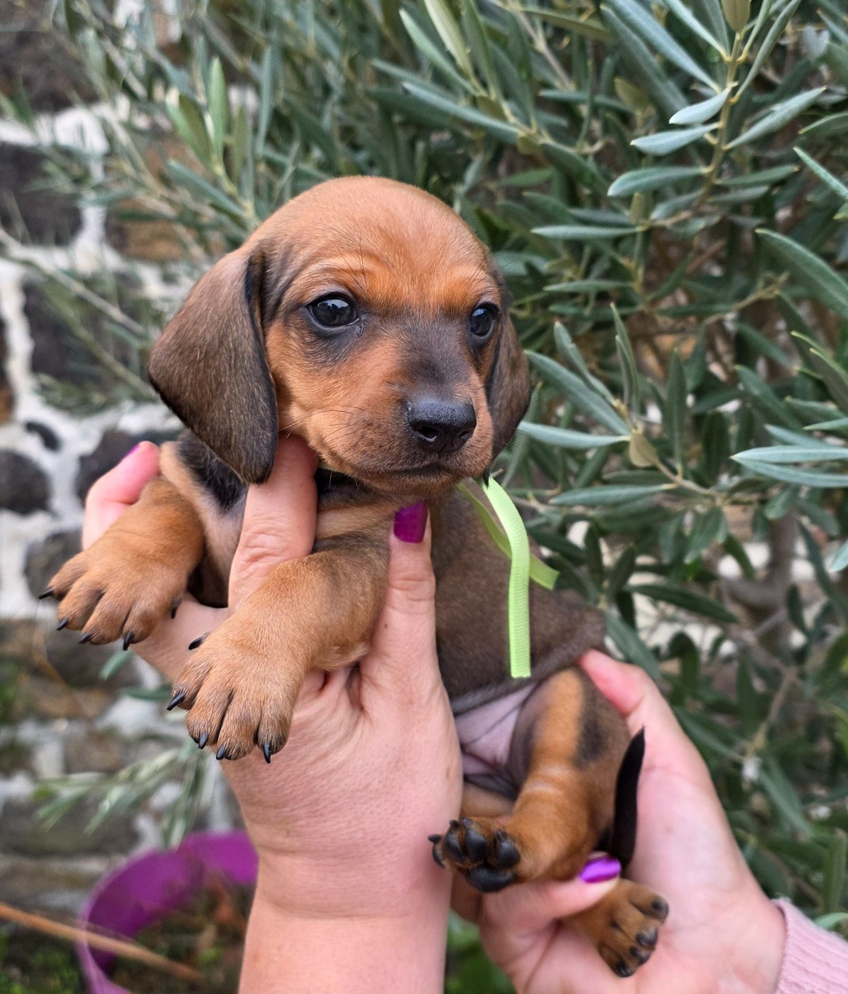 de la Cascade d'Orion - Chiots disponibles - Teckel poil ras