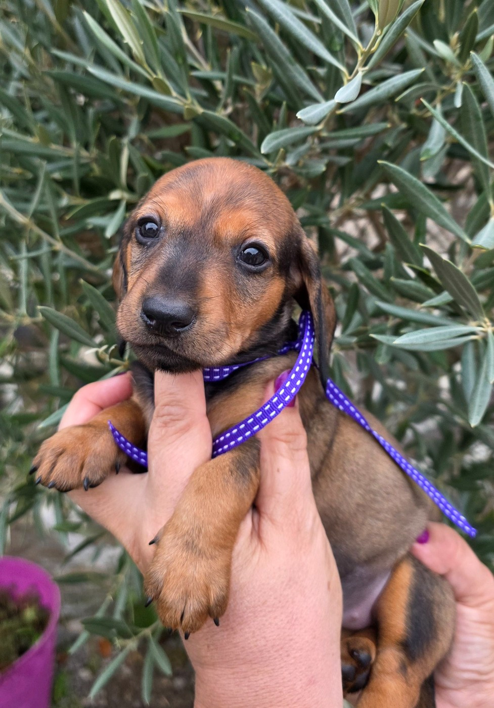 de la Cascade d'Orion - Chiots disponibles - Teckel poil ras