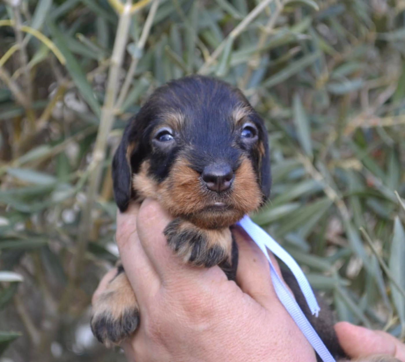 de la Cascade d'Orion - Chiots disponibles - Teckel poil dur
