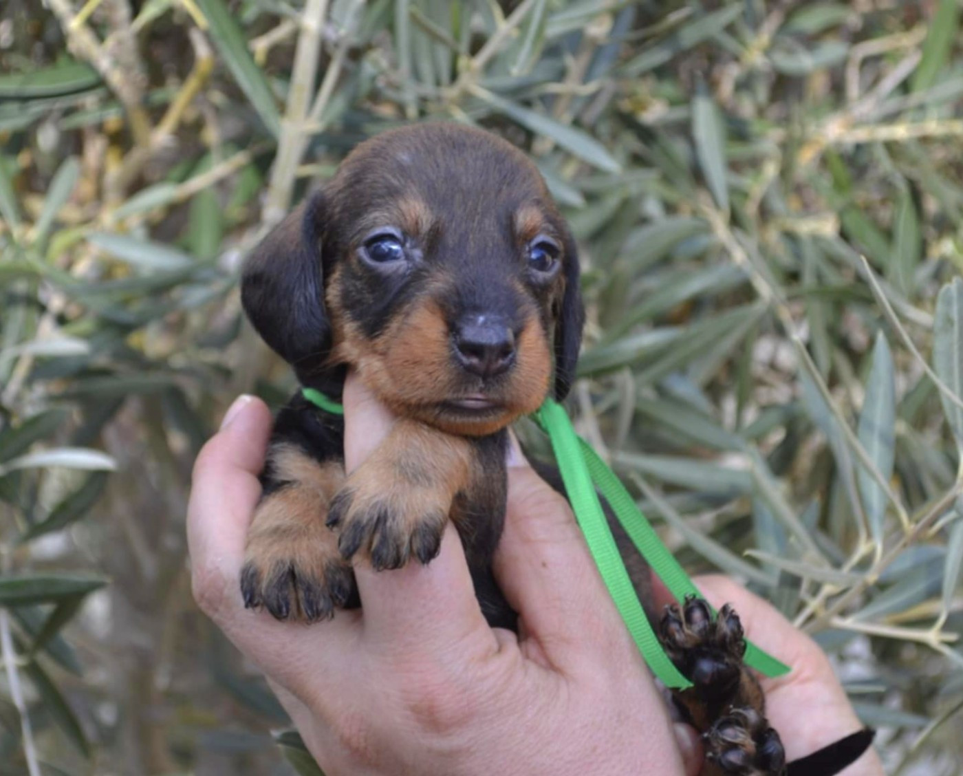 de la Cascade d'Orion - Chiots disponibles - Teckel poil dur