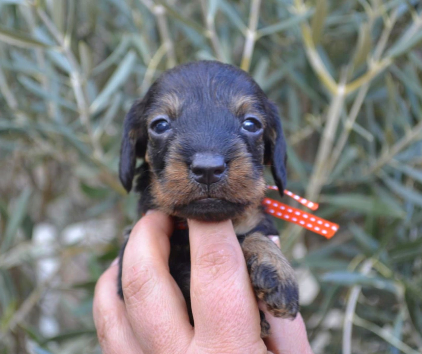 de la Cascade d'Orion - Chiots disponibles - Teckel poil dur