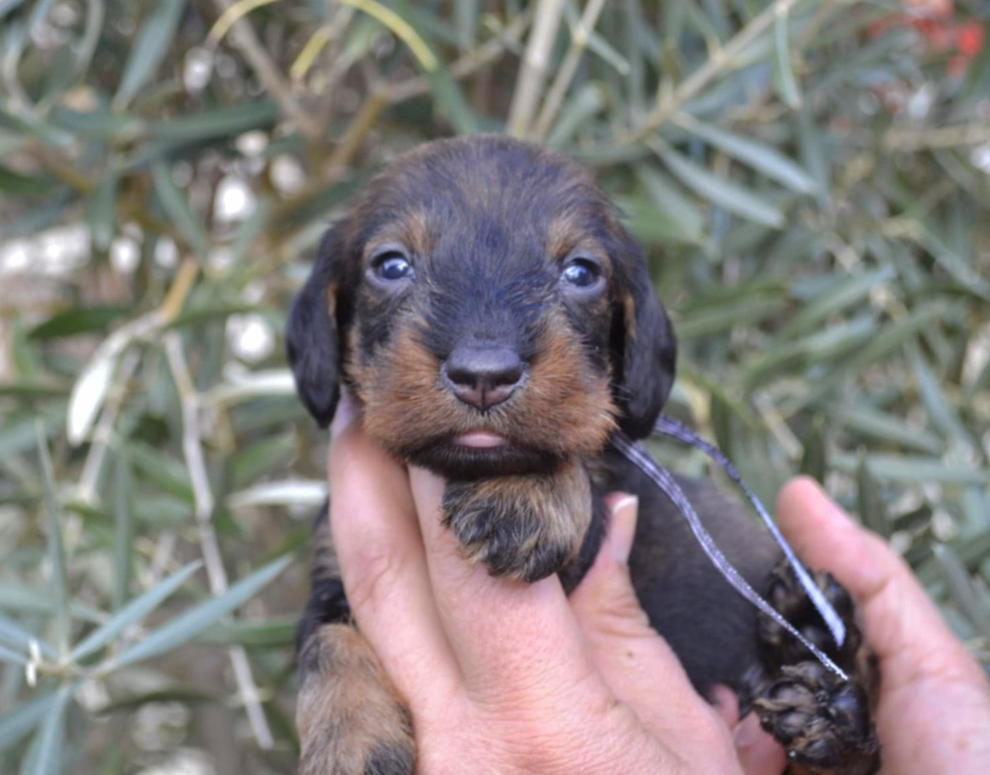 de la Cascade d'Orion - Chiots disponibles - Teckel poil dur