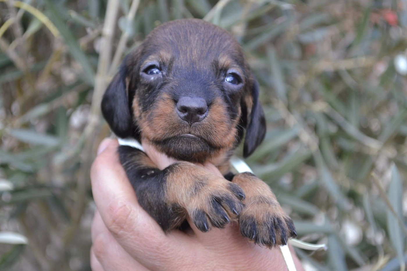 de la Cascade d'Orion - Chiots disponibles - Teckel poil dur