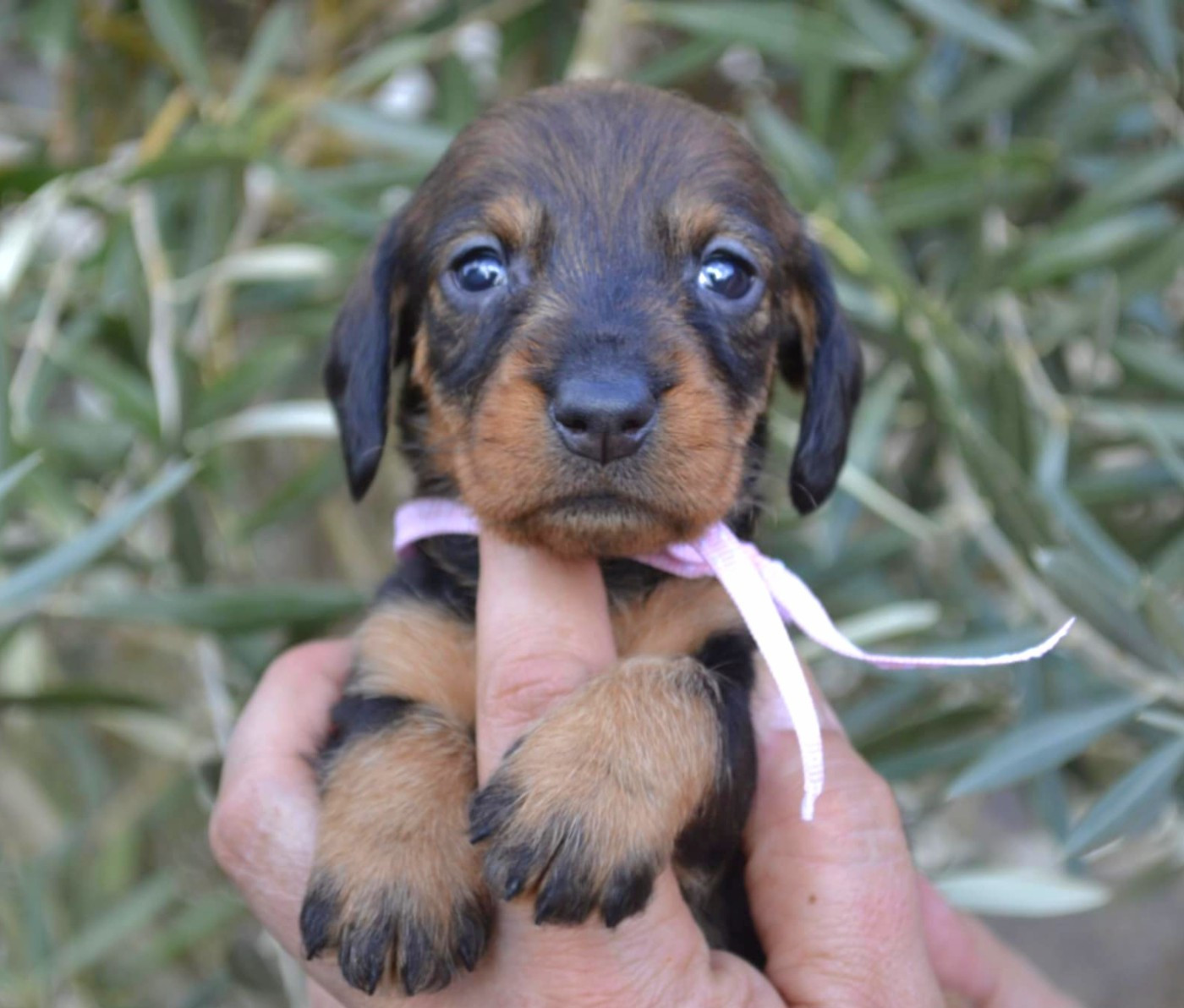 de la Cascade d'Orion - Chiots disponibles - Teckel poil dur