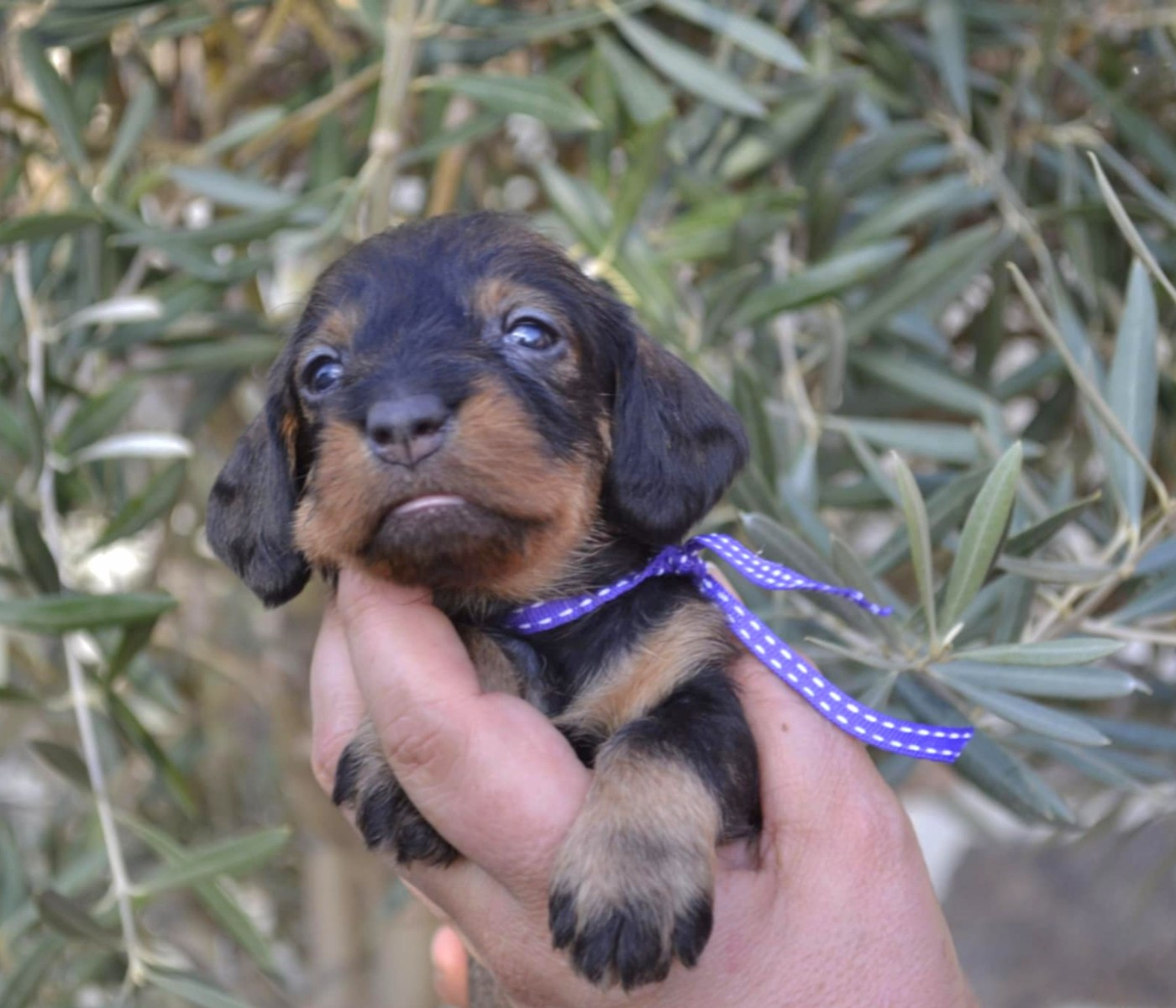 de la Cascade d'Orion - Chiots disponibles - Teckel poil dur