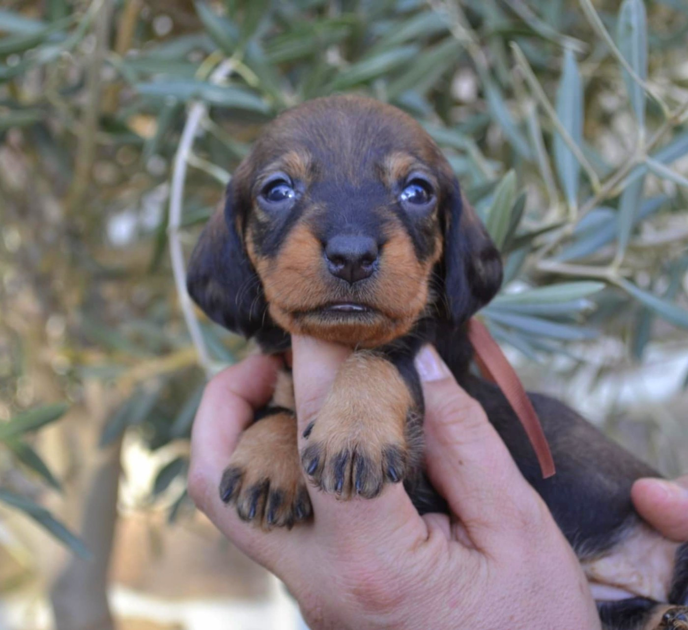 de la Cascade d'Orion - Chiots disponibles - Teckel poil dur