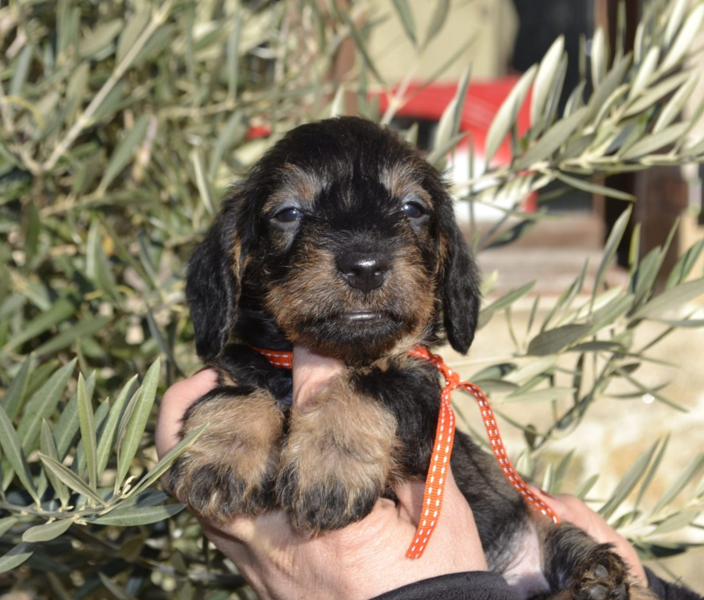 de la Cascade d'Orion - Chiots disponibles - Teckel poil dur