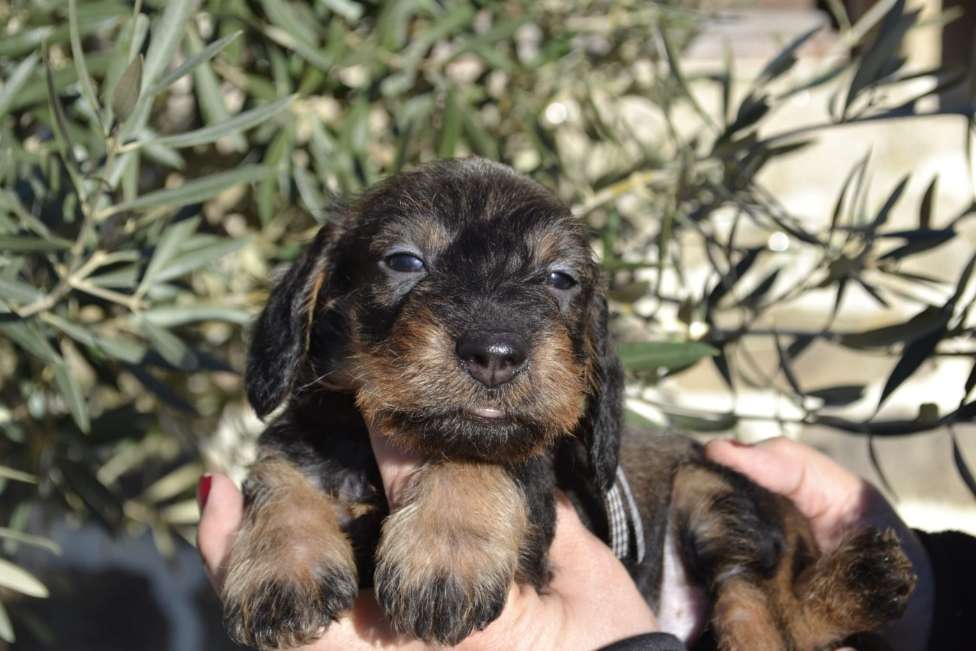 de la Cascade d'Orion - Chiots disponibles - Teckel poil dur