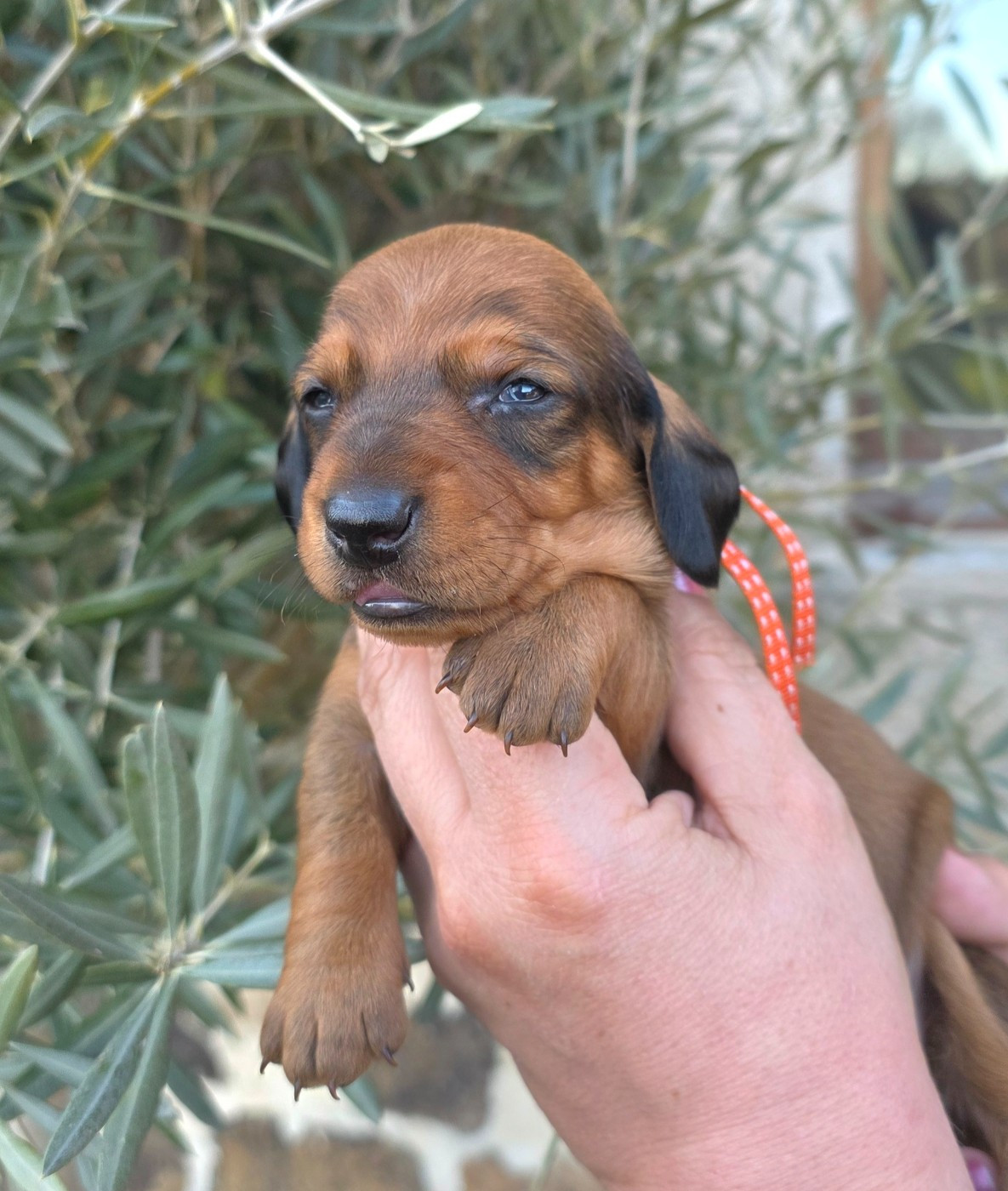 de la Cascade d'Orion - Chiots disponibles - Teckel poil ras