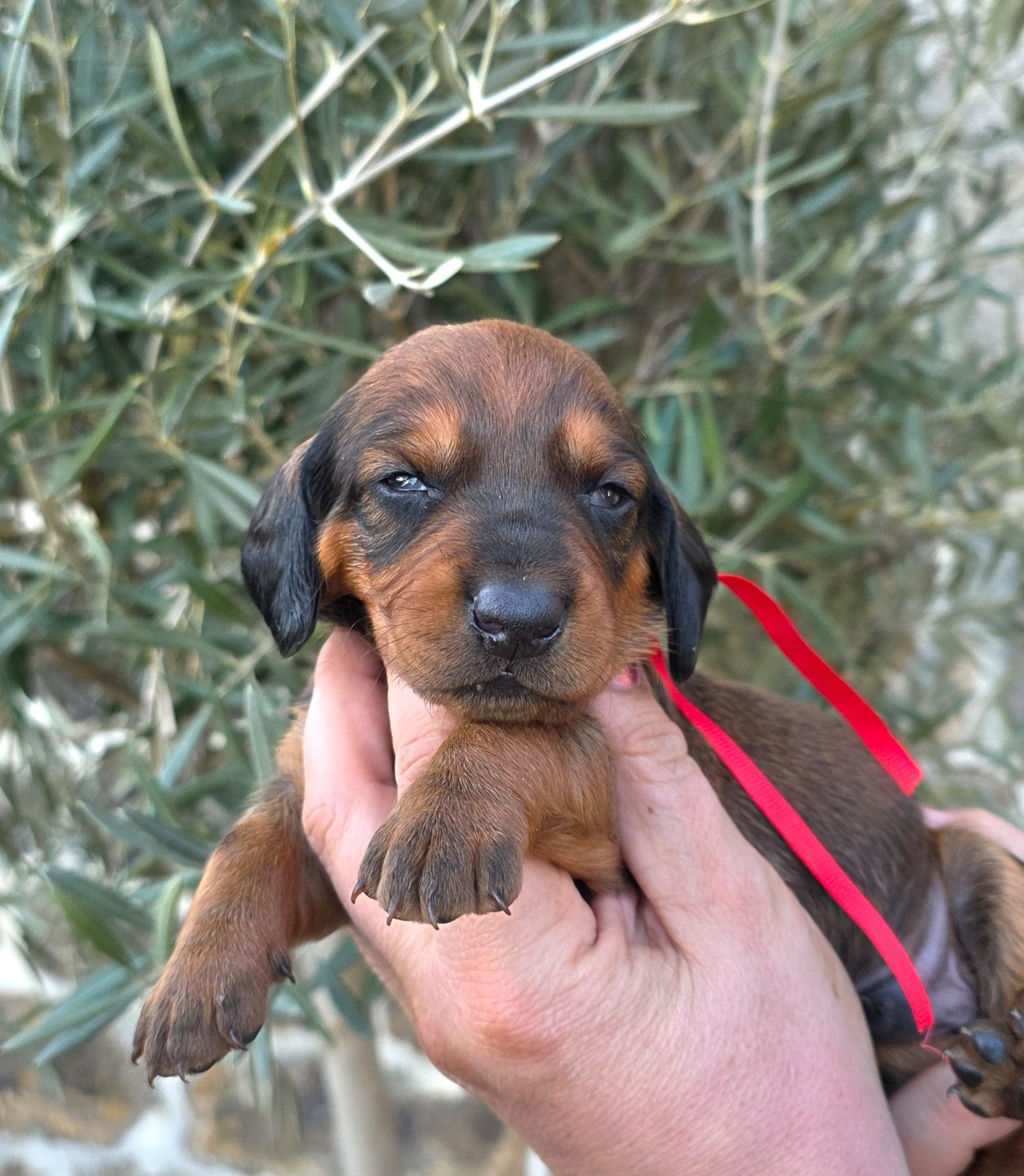 de la Cascade d'Orion - Chiots disponibles - Teckel poil ras