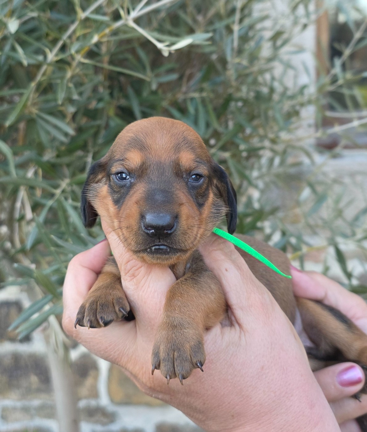 de la Cascade d'Orion - Chiots disponibles - Teckel poil ras