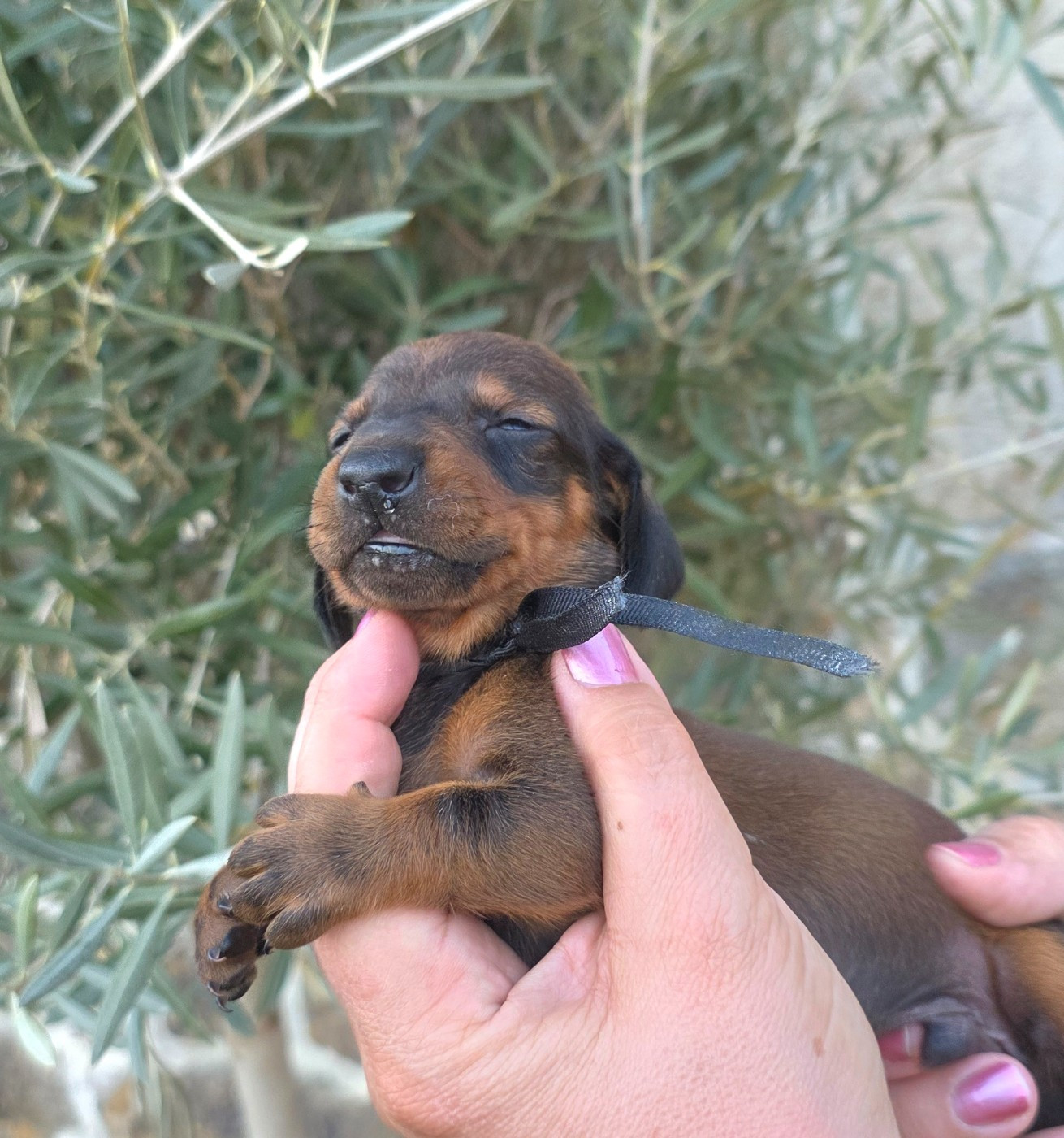 de la Cascade d'Orion - Chiots disponibles - Teckel poil ras