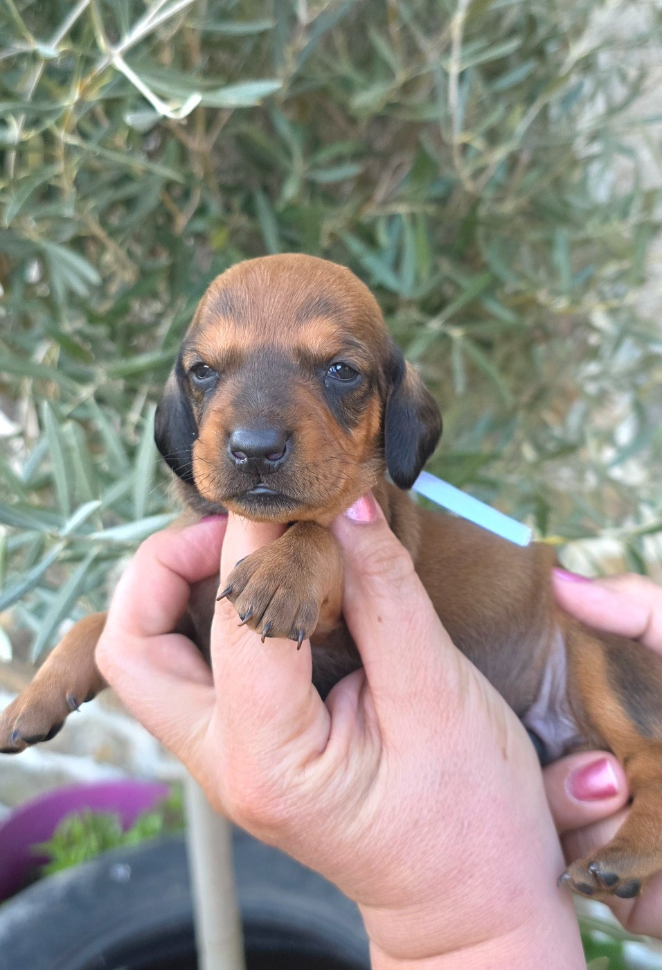 de la Cascade d'Orion - Chiots disponibles - Teckel poil ras