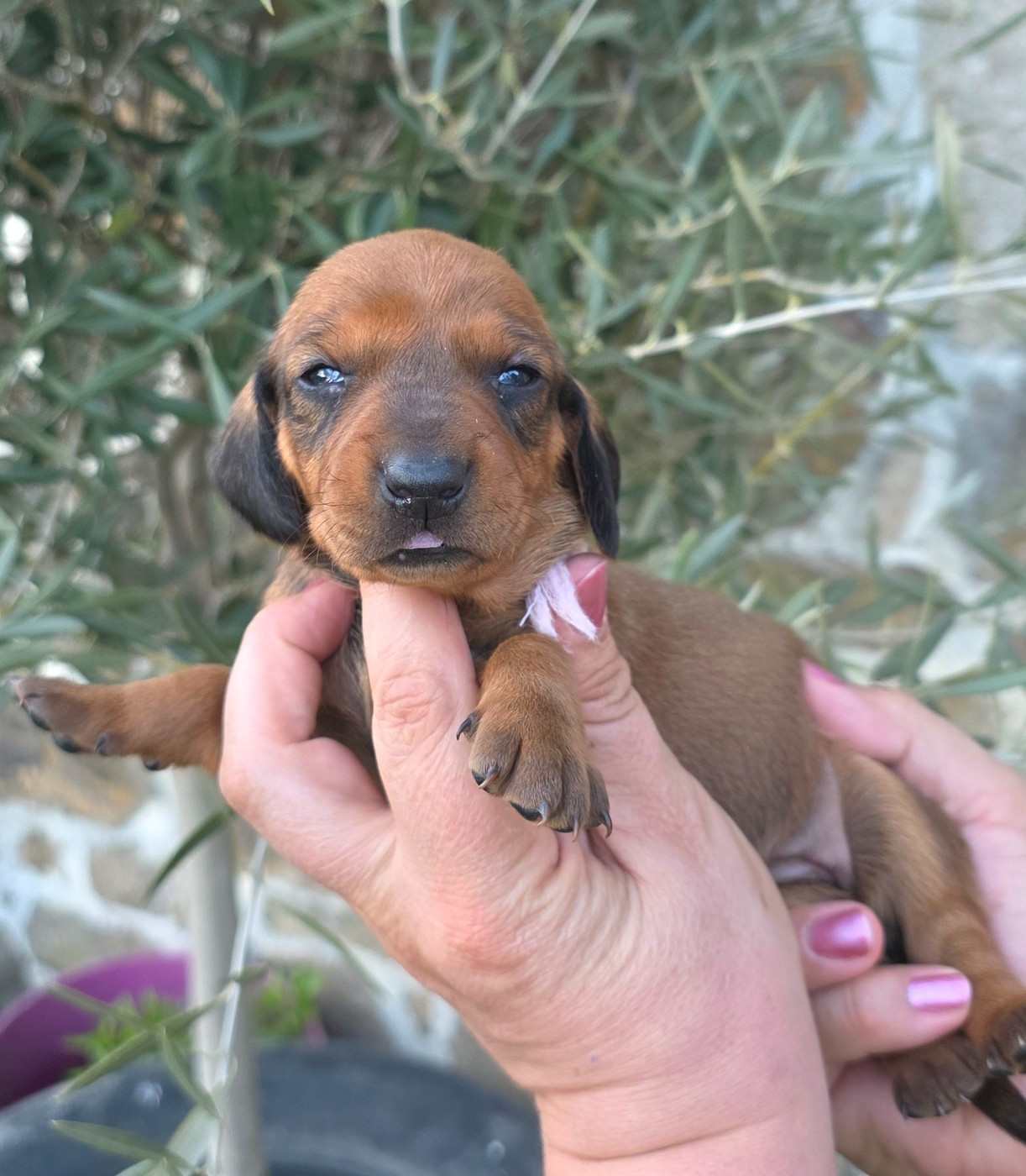 de la Cascade d'Orion - Chiots disponibles - Teckel poil ras