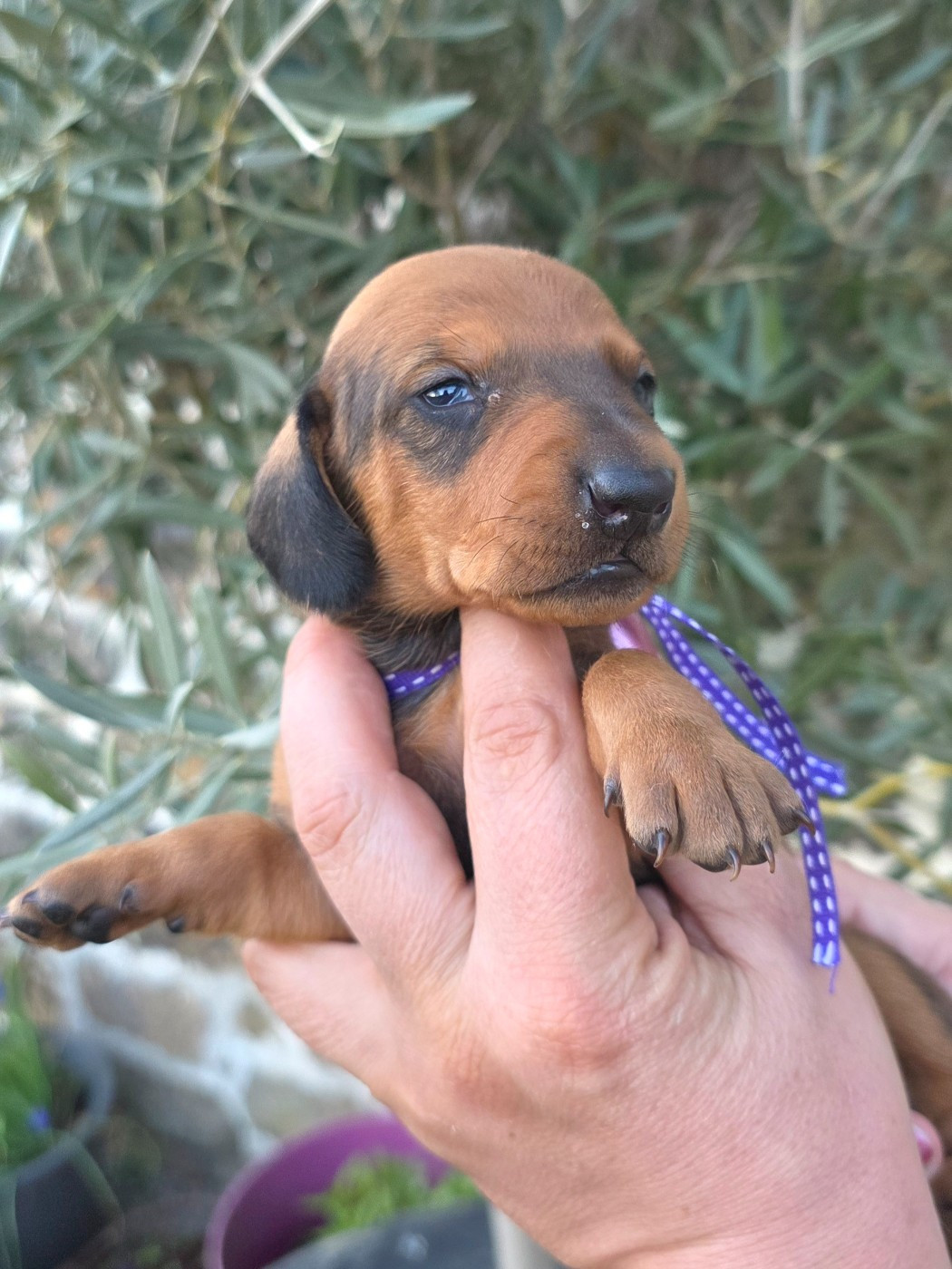 de la Cascade d'Orion - Chiots disponibles - Teckel poil ras