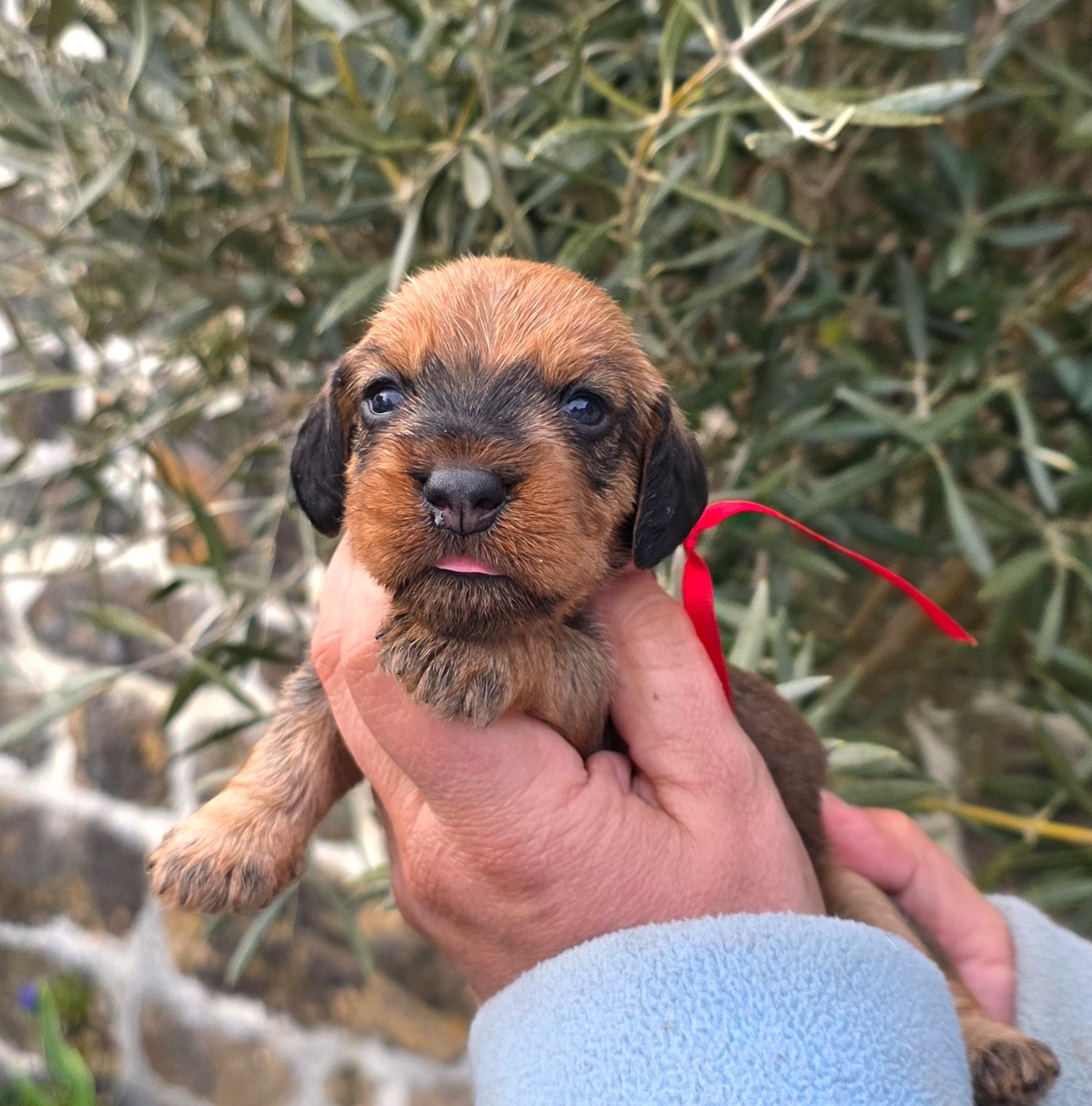 de la Cascade d'Orion - Chiots disponibles - Teckel poil dur