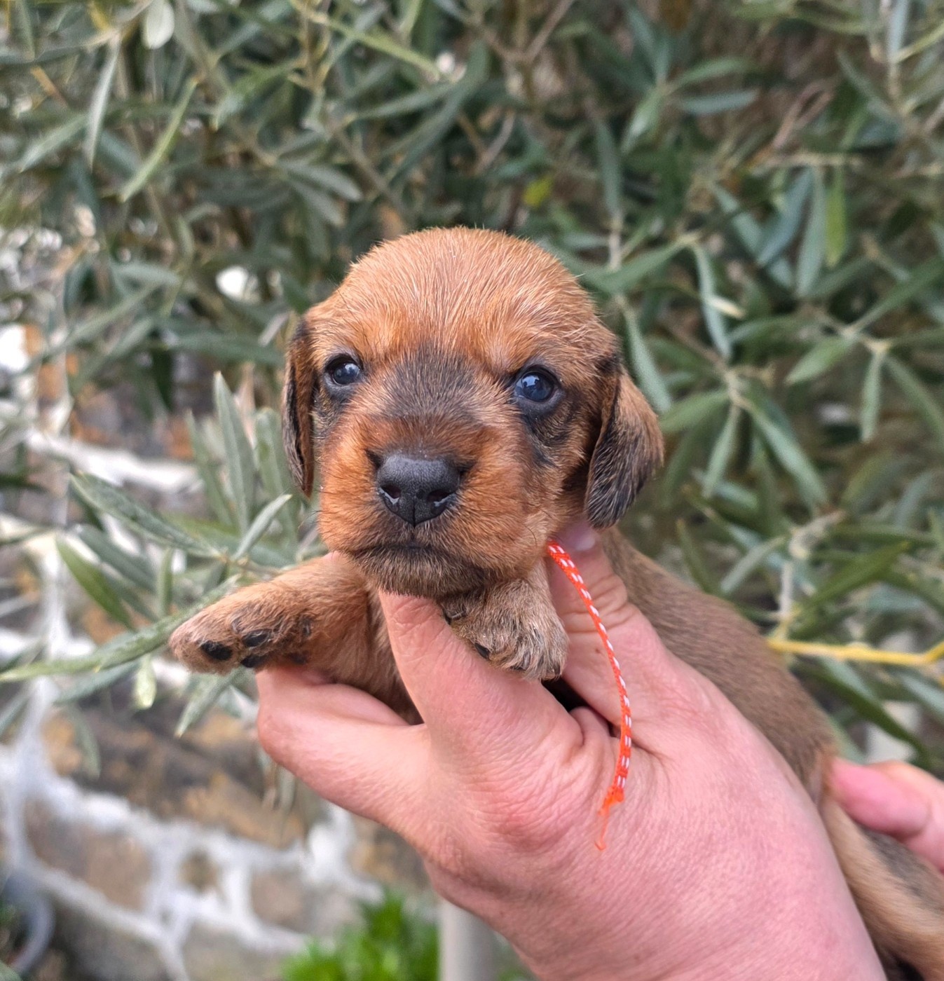 de la Cascade d'Orion - Chiots disponibles - Teckel poil dur