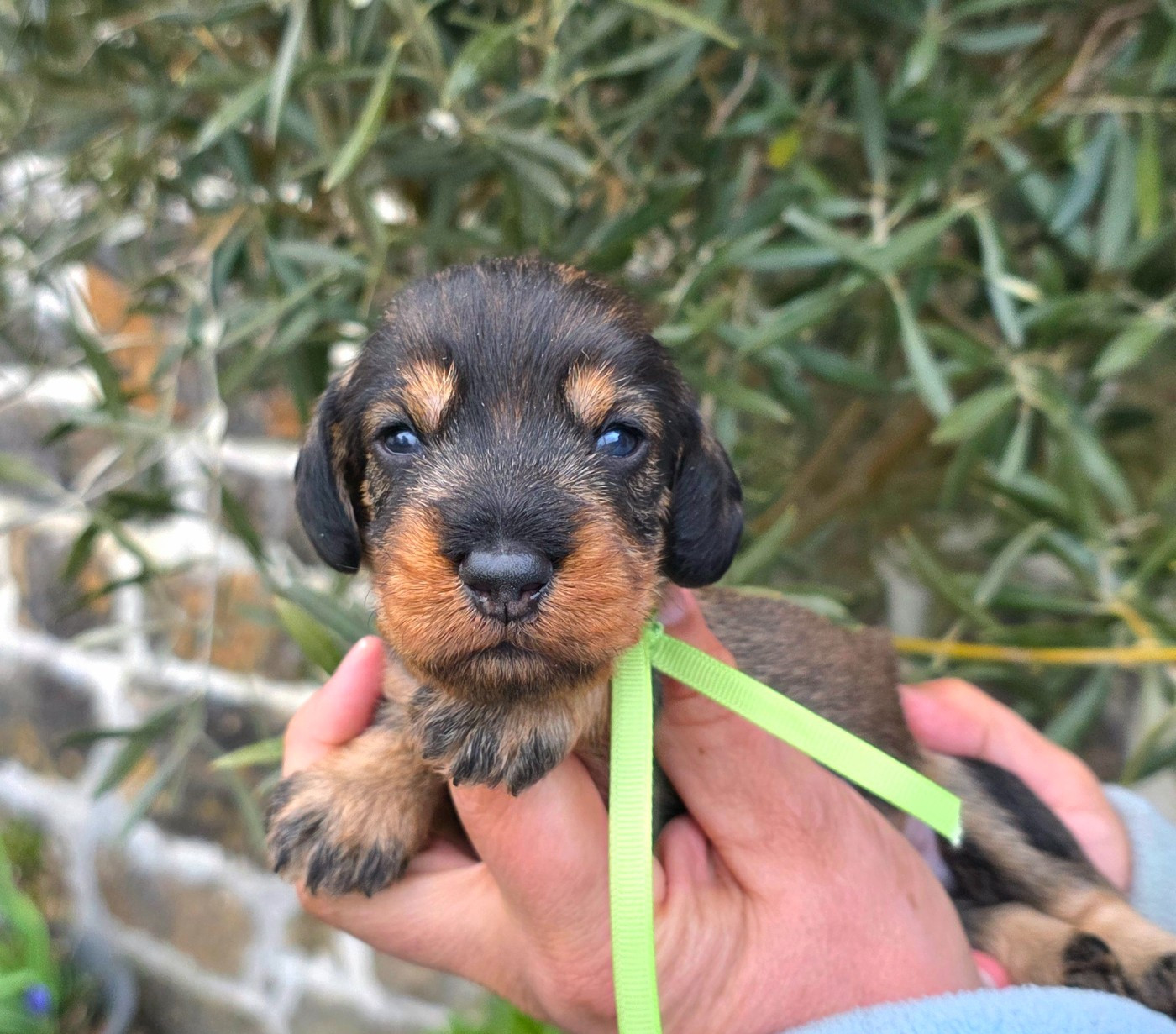 de la Cascade d'Orion - Chiots disponibles - Teckel poil dur